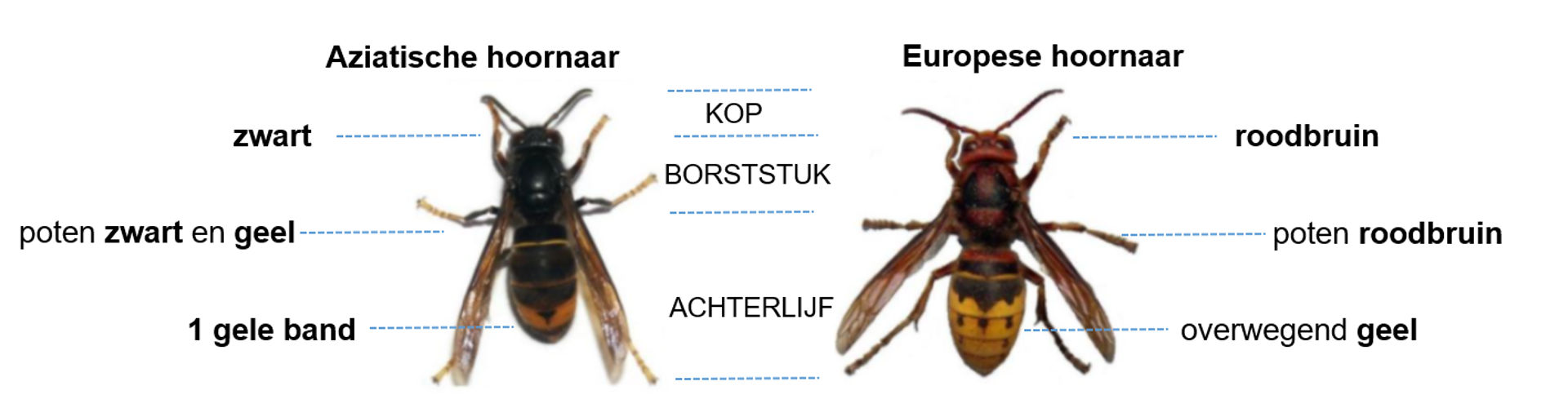 Hoornaars Herwerkt Voor Brandw8