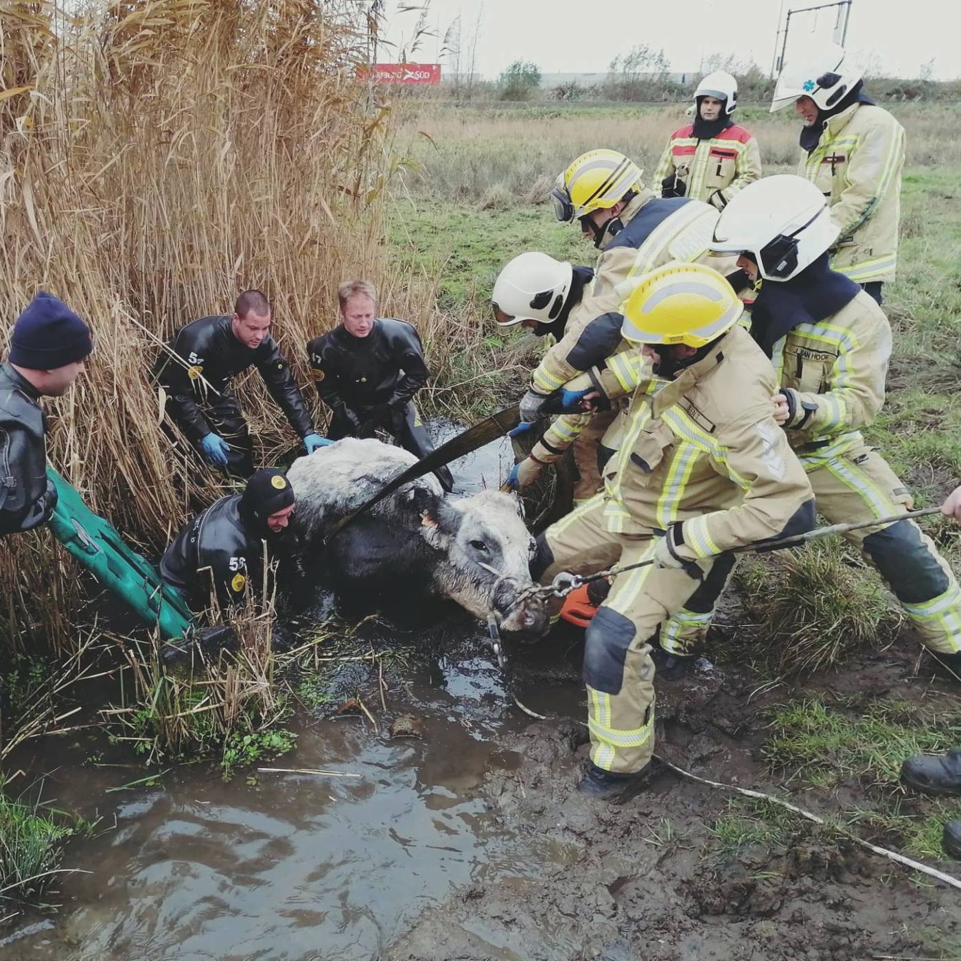 Dieren 3