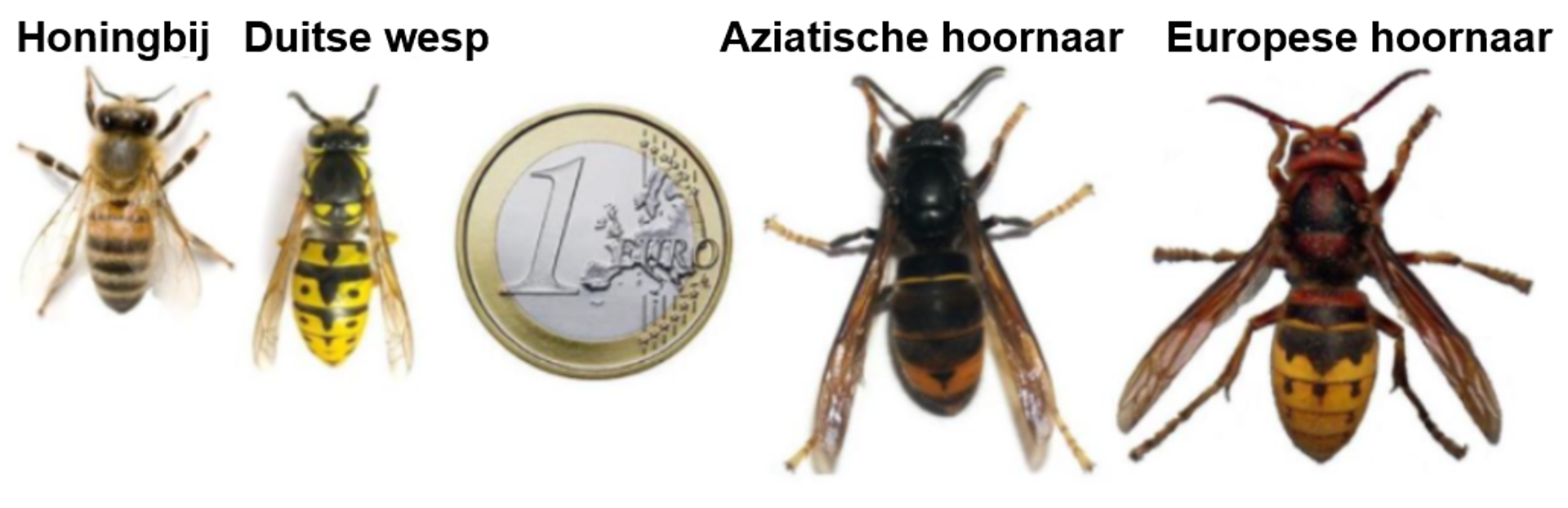 Hoornaars Herkennen Herwerkt Voor Brandw8