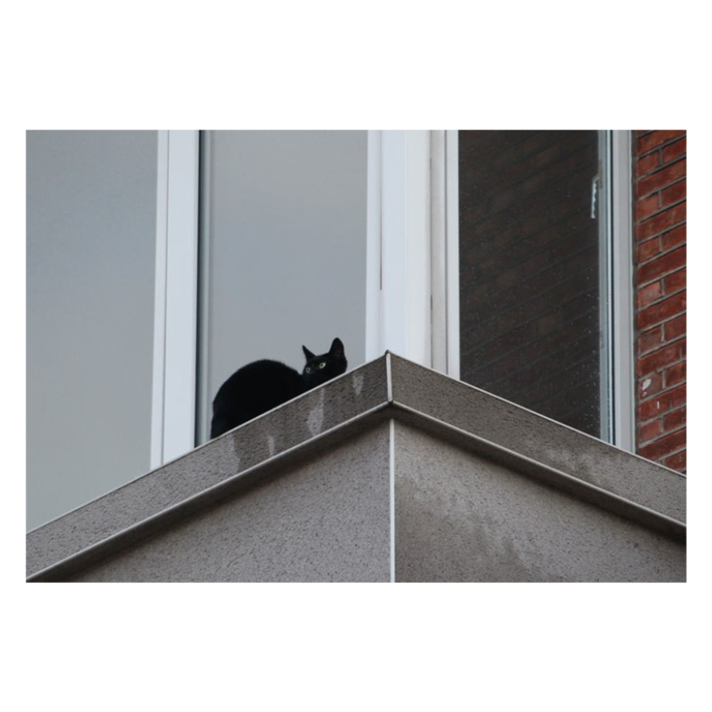 Poes In Dakgoot
